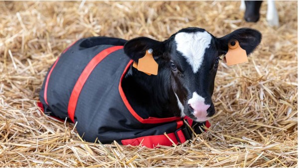 calf